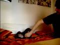 videos de How to stop a Teckel attack!