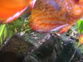 My lesbian discus aquarium juwel 190 l