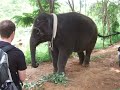 Elephant at Art of Living - Bangalore, India