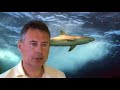 Reef sharks