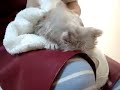 BooFooWoo Kitten shampoo c3