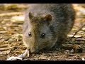 Part 5 Mini Kangaroos and other Marsupials