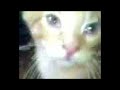 meet mr. meowgi, the newest resident @ legion of doom