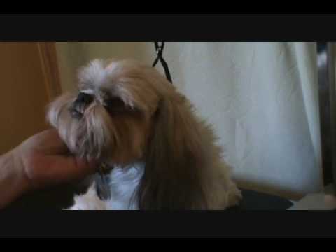how to get rid of shih tzu smell