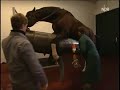 stallion semen collection