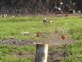 watermelon vs. 50 caliber s&w m500 500 magnum