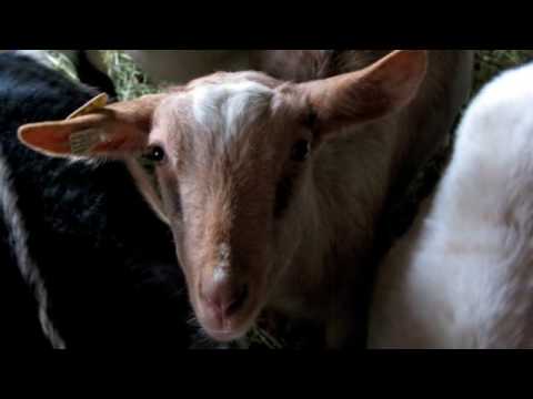 BEEKMAN 1802 HOLIDAY VIDEO CARD