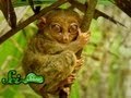 The World's 5 Rarest Animals