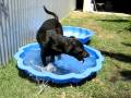 Jedi takes a dip