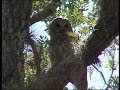 Barred Owls, Three Lakes Management Area, Florida Barred Owls, Three Lakes Management Area, Florida