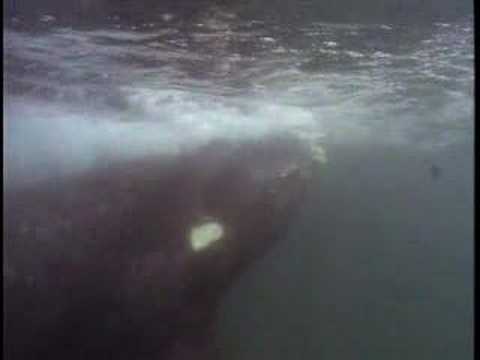 Whale-Love Wagon - Right whale/?????