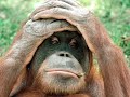 Funny and crazy animals