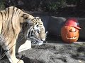 Tiger Halloween Enrichment Tiger Halloween Enrichment
