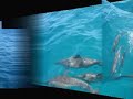 Fernando de Noronha - 2007