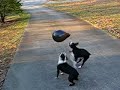 Boston Terriers bounce balloon! Boston Terriers bounce balloon!