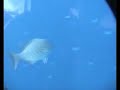 Maldives fish Embudu Maldives fish Embudu