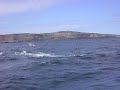  BALLENAS EN PUERTO MADRYN- ARGENTINA 