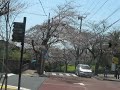 伊豆高原の桜　その２
