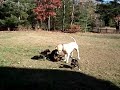 harley correct play