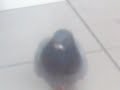 Manke Nelis Manke Nelis