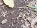 Ants In Honduras Ants In Honduras