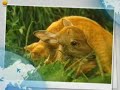 Baby Deer and Cat