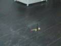 Walkera 5#6 micro heli, demo video