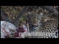 Leopard eating impala,river bed
