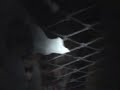 HHN 17 Carnival of Carnage-Dead Silence Curse Of Mary Shaw 2