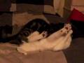 Cats Fight Funny!