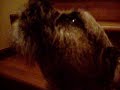 singing dog, Graham