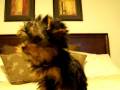Worlds Smallest & Cutest Teacup Yorkie!?!