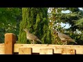 Momma and Papa Quail
