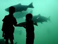The Spawn of Salmon