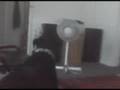 Big Dog bullies lil Dog2