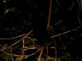 Glow-worm beetle