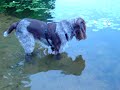 Spinone vs. Fish