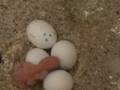 Net geboren