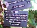 Attenborough Arboretum, Maple Planted At Opening