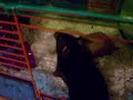 Bear: Episode 3