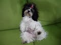Meg cute! - Lhasa Apso Meg cute! - Lhasa Apso