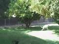 Kuvasz