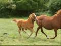 Aine and Rory 3 December.wmv