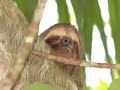 manuel antonio   costa rica