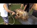 Guam BBQ