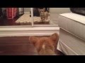 Video: Corgi Puppy Is Shocked To See Itself In Mirror For First Time