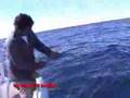 Bluefin Mayhem!