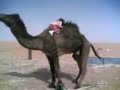البنت الصغيرة مع الجمل موقف مضحك جدا - Small girl with a very funny stand-Jamal