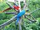 Macaws.