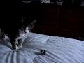 Alley Playing Fetch Alley Playing Fetch